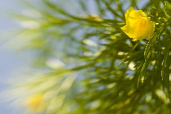 Yellow bloom